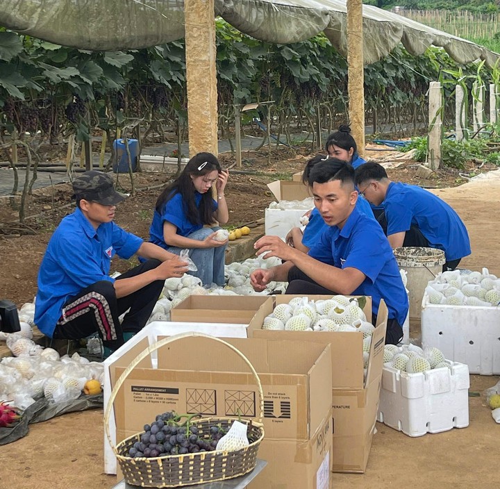 Những mô hình thanh niên Sơn La thoát nghèo, làm giàu từ nông nghiệp công nghệ cao- Ảnh 2. Những mô hình thanh niên Sơn La thoát nghèo, làm giàu từ nông nghiệp công nghệ cao- Ảnh 2.