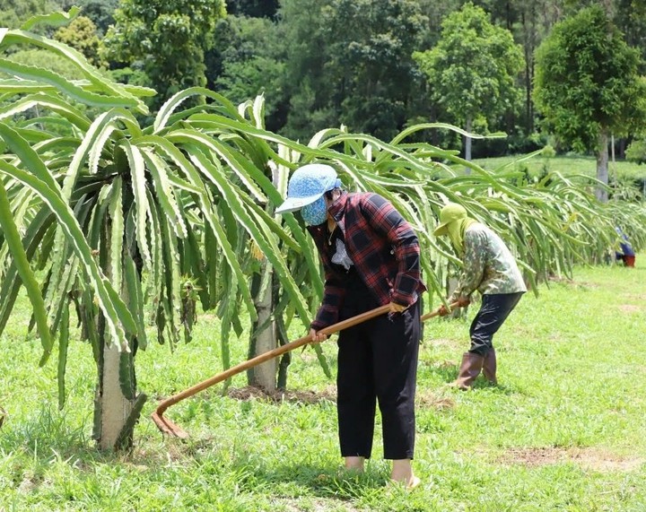 Sơn La: Nhiều bước tiến quan trọng từ ứng dụng khoa học – công nghệ trong giảm nghèo bền vững- Ảnh 2. Sơn La: Nhiều bước tiến quan trọng từ ứng dụng khoa học – công nghệ trong giảm nghèo bền vững- Ảnh 2.