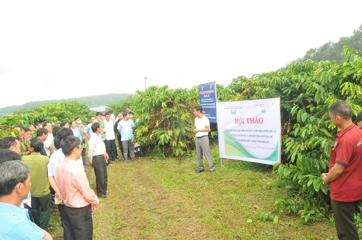 Cà phê Lâm Đồng được bảo hộ chỉ dẫn địa lý, khẳng định vị thế nông sản chủ lực- Ảnh 1. Cà phê Lâm Đồng được bảo hộ chỉ dẫn địa lý, khẳng định vị thế nông sản chủ lực- Ảnh 1.