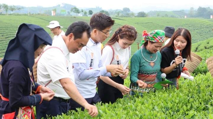 Trà Thái Nguyên – Khi di sản bước ra thế giới- Ảnh 1. Trà Thái Nguyên – Khi di sản bước ra thế giới- Ảnh 1.