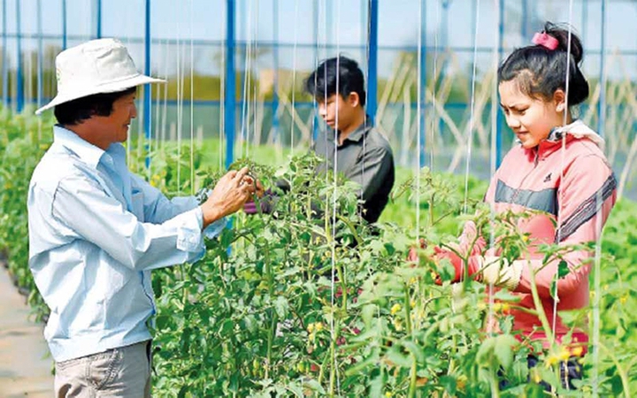 Gia Lai: Doanh nghiệp, hợp tác xã quản trị vùng nguyên liệu bằng công nghệ - Ảnh 1.