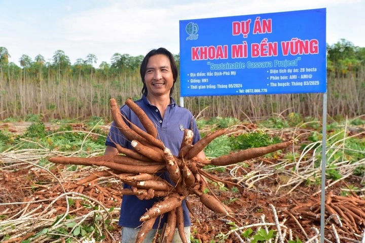 Ứng dụng chỉ thị phân tử trong phát triển giống khoai mì kháng bệnh khảm lá - Ảnh 1.