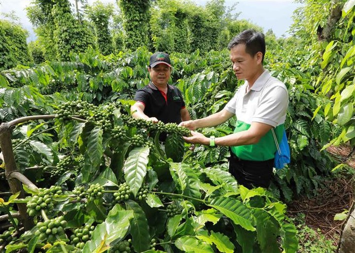 Đắk Lắk đẩy mạnh ứng dụng khoa học, công nghệ và đổi mới sáng tạo trong nông nghiệp - Ảnh 1.