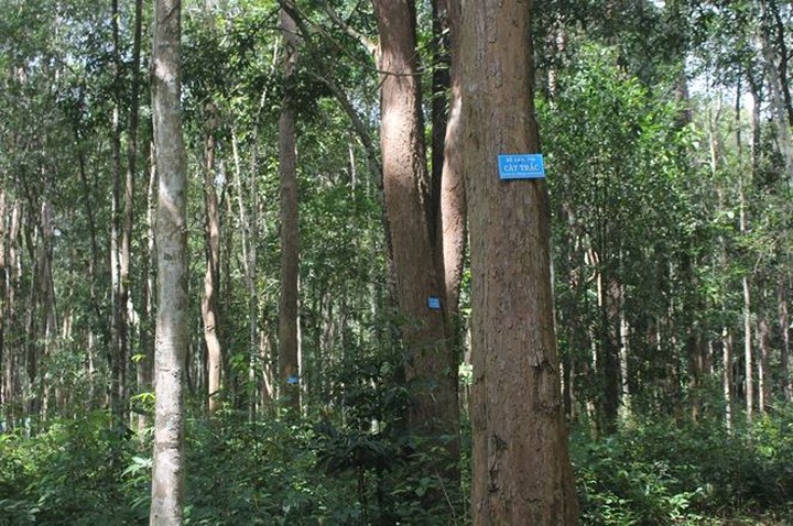 Phát huy giá trị nguồn gen cây Trắc- Ảnh 2.