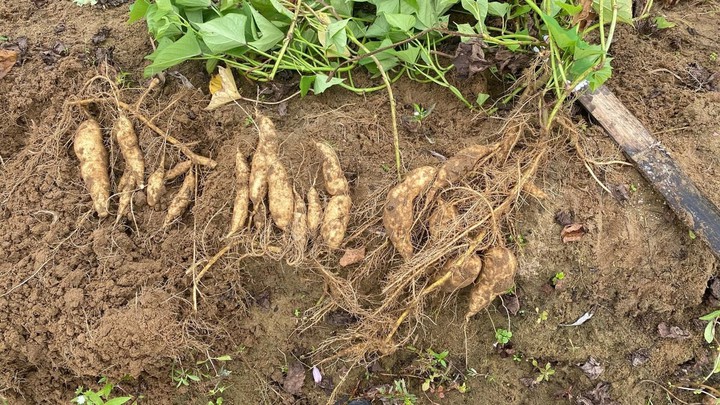 Phát huy giá trị khoai lang bản địa thích ứng biến đổi khí hậu - Ảnh 1.