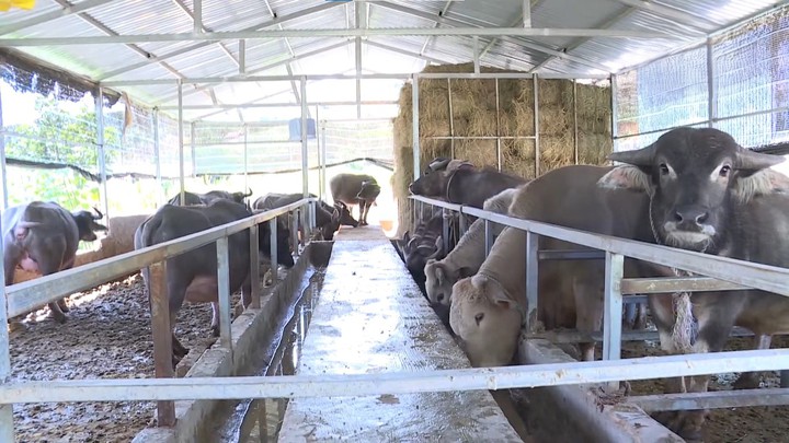 Bảo tồn và phát triển nguồn gen Trâu Langbiang- Ảnh 1. Bảo tồn và phát triển nguồn gen Trâu Langbiang- Ảnh 1.