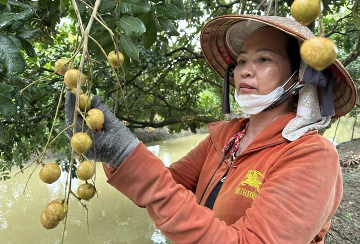 Cần Thơ: Khi nông nghiệp công nghệ cao trở thành “bệ phóng” thoát nghèo cho nhà vườn - Ảnh 1.