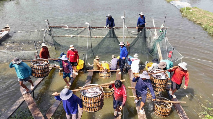 Cà Mau triển khai Nghị quyết 57 bằng các mô hình đổi mới, tạo động lực phát triển bền vững - Ảnh 1.