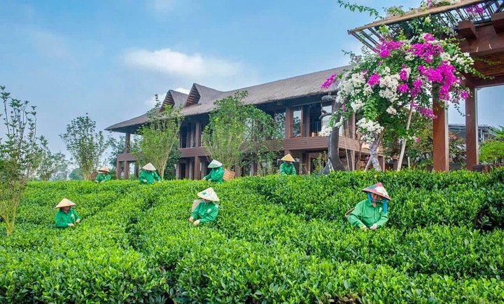 Chuyển đổi số nâng tầm cây chè Thái Nguyên - Ảnh 2.