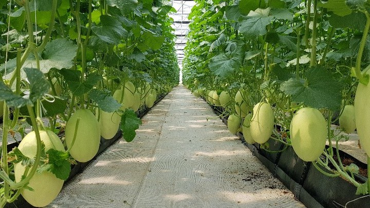 Bỏ nghề công nhân, quyết làm giàu từ sản xuất nông nghiệp - Ảnh 1.