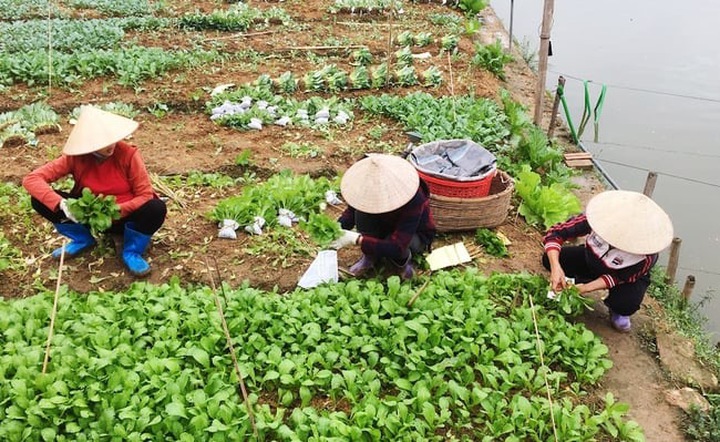 Phú Thọ: Khoa học – công nghệ mở đường cho giảm nghèo bền vững - Ảnh 1.