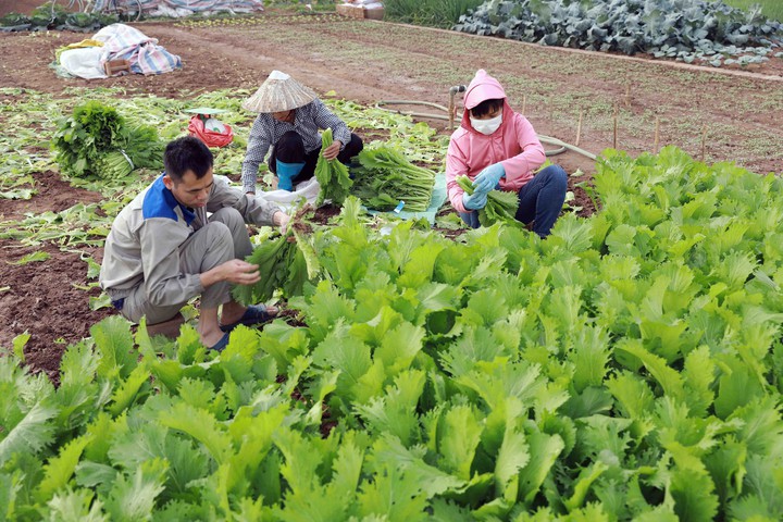 Thích ứng biến đổi khí hậu - hướng đi mới trong công tác giảm nghèo ở Cà Mau - Ảnh 2.