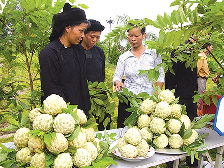Ứng dụng khoa học, công nghệ và đổi mới sáng tạo nâng tầm các sản phẩm chủ lực của Lạng Sơn - Ảnh 1.