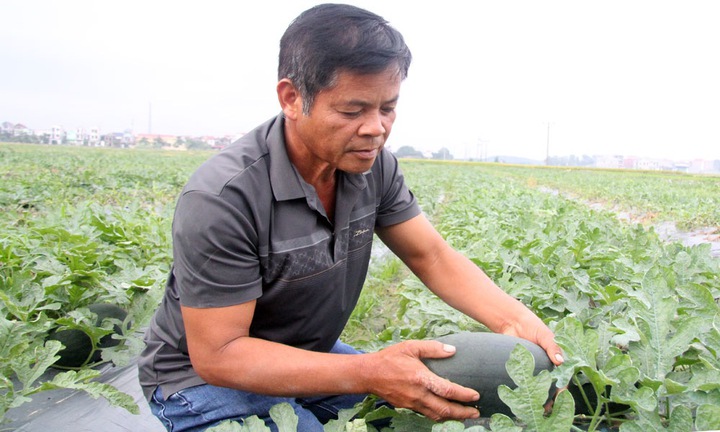 Xã Đồng Việt phát triển nông nghiệp hàng hóa gắn với công nghệ, nâng thu nhập cho người dân - Ảnh 1.