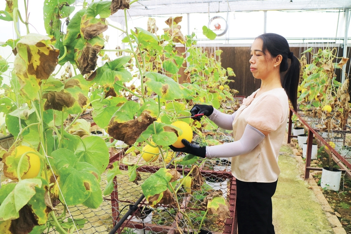 Ứng dụng công nghệ cao tạo sinh kế mới cho nông dân Cao Bằng - Ảnh 2.