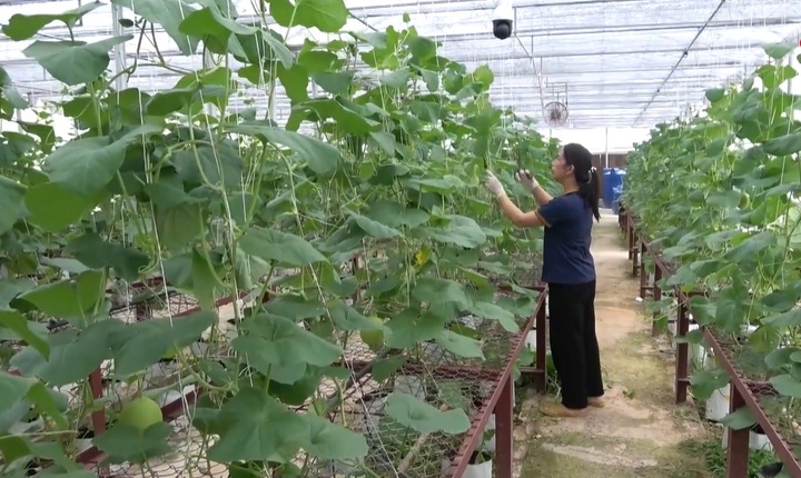 Ứng dụng công nghệ cao tạo sinh kế mới cho nông dân Cao Bằng - Ảnh 1.