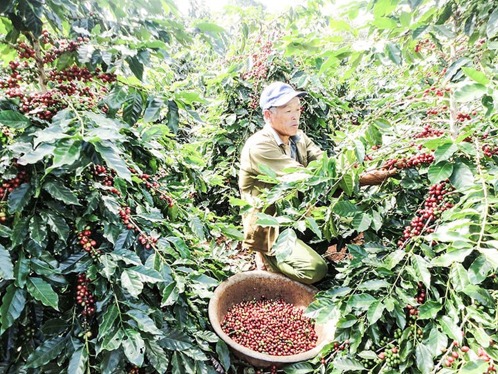 Ứng dụng khoa học, công nghệ và đổi mới sáng tạo nâng tầm giá trị cà phê Arabica Khe Sanh - Ảnh 2.