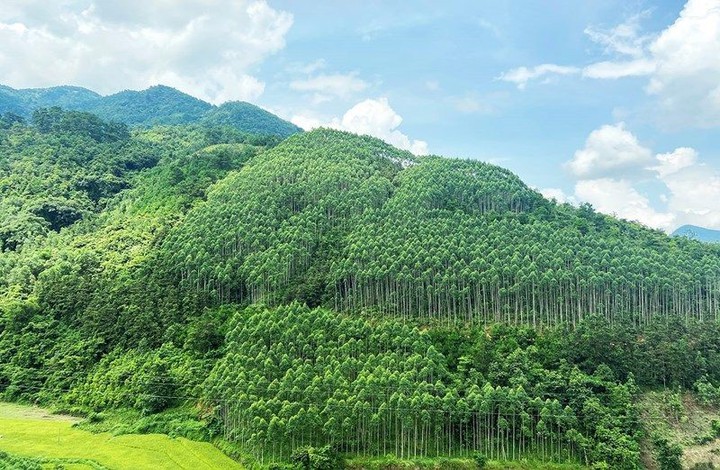 Phát huy lợi thế rừng để phát triển nông nghiệp công nghệ cao- Ảnh 2.