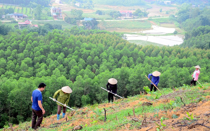 Phát huy lợi thế rừng để phát triển nông nghiệp công nghệ cao- Ảnh 1.
