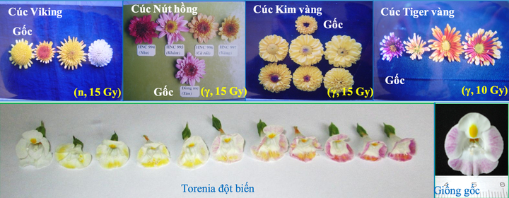 Ứng dụng năng lượng nguyên tử trong sản xuất nông nghiệp tại Lâm Đồng - Ảnh 4.