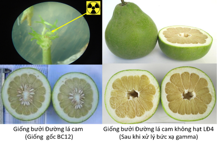 Ứng dụng năng lượng nguyên tử trong sản xuất nông nghiệp tại Lâm Đồng - Ảnh 6.