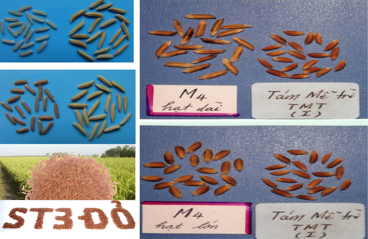 Ứng dụng năng lượng nguyên tử trong sản xuất nông nghiệp tại Lâm Đồng - Ảnh 2.