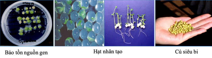 Ứng dụng năng lượng nguyên tử trong sản xuất nông nghiệp tại Lâm Đồng - Ảnh 3.