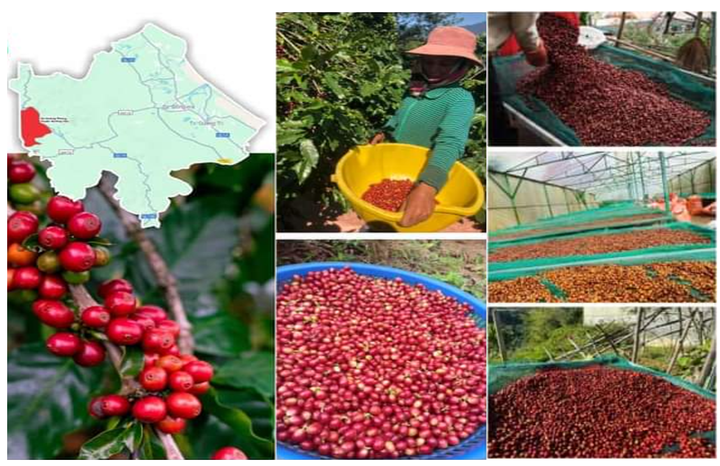 Bảo hộ chỉ dẫn địa lý “Khe Sanh” cho sản phẩm cà phê- Ảnh 1. Bảo hộ chỉ dẫn địa lý “Khe Sanh” cho sản phẩm cà phê- Ảnh 1.