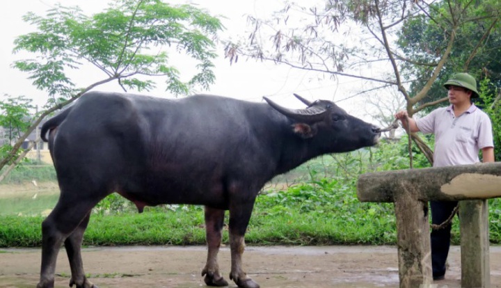 Khai thác và phát triển nguồn gen trâu Thanh Chương tại vùng Đông Bắc và Bắc Trung Bộ - Ảnh 1.
