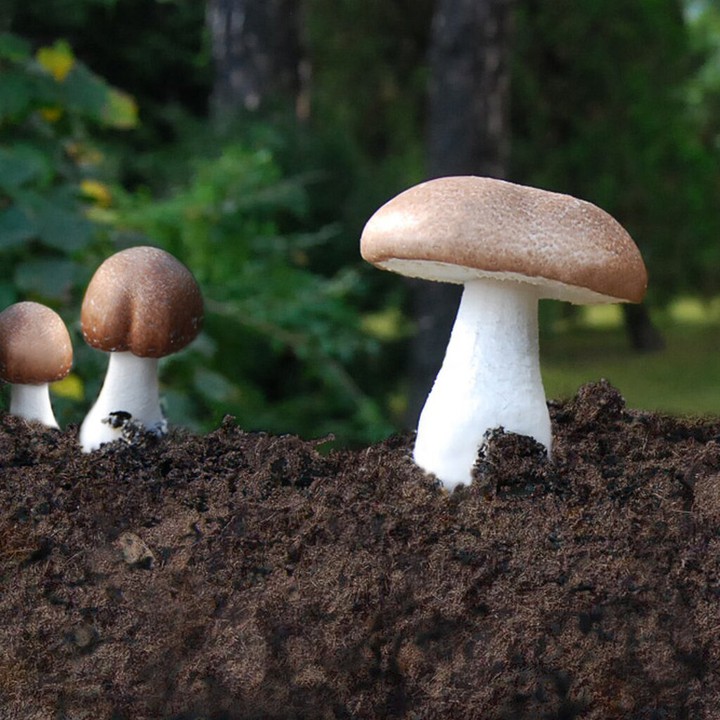 Làm chủ công nghệ sản xuất nấm Agaricus subrufescens: Mở hướng mới cho chế biến sâu nông sản Việt Nam - Ảnh 1.