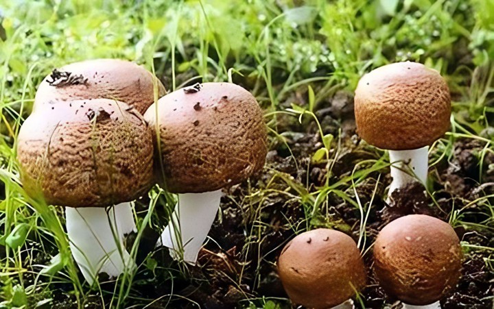 Làm chủ công nghệ sản xuất nấm Agaricus subrufescens: Mở hướng mới cho chế biến sâu nông sản Việt Nam - Ảnh 2.