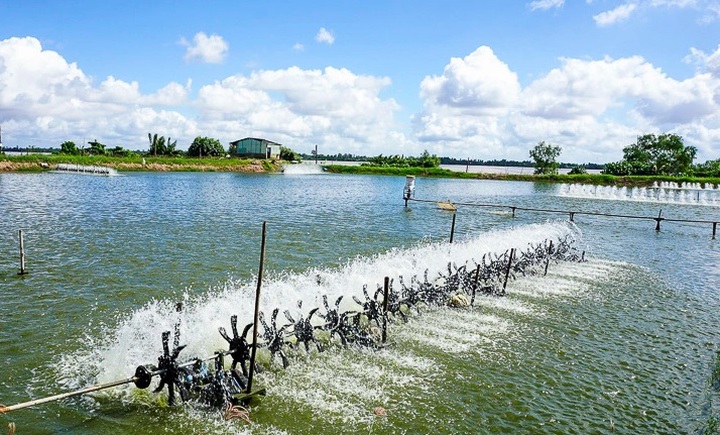 Ứng dụng công nghệ sinh điện hóa kiểm soát vi khuẩn Vibrio trong ao nuôi thủy sản nước lợ - Ảnh 1.