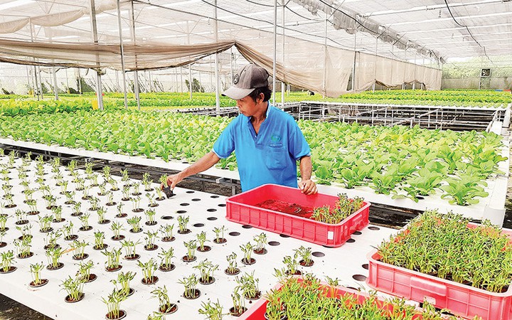 Nông dân Thành phố Hồ Chí Minh đẩy mạnh chuyển đổi số trong nông nghiệp - Ảnh 1.