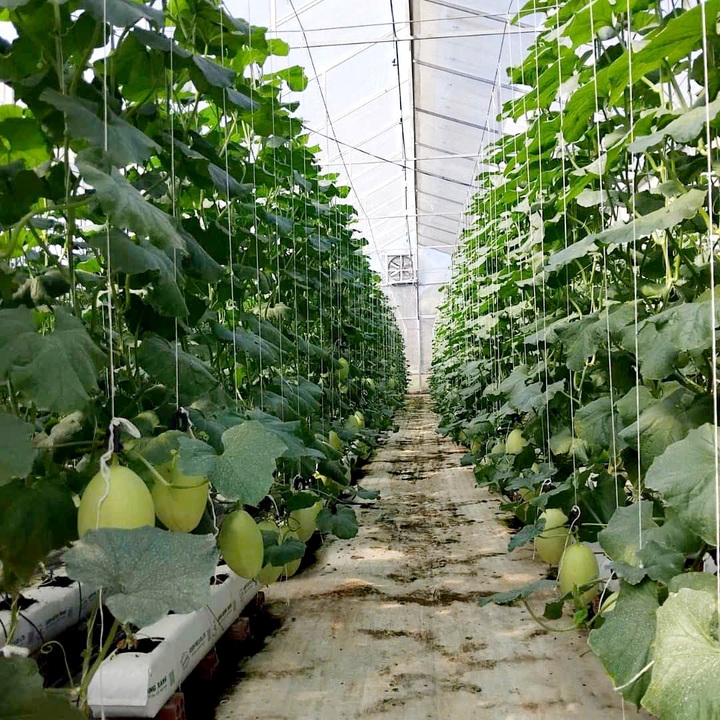 Chuyển đổi số nông nghiệp góp phần giảm nghèo bền vững - Ảnh 1.