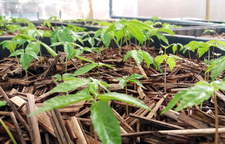 Ứng dụng công nghệ bảo tồn, nhân giống sâm Ngọc Linh - Ảnh 1.