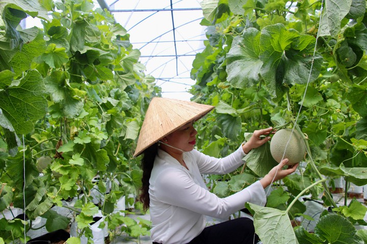 Vĩnh Khánh hiệu quả từ mô hình trồng dưa lưới sử dụng công nghệ cao - Ảnh 1.