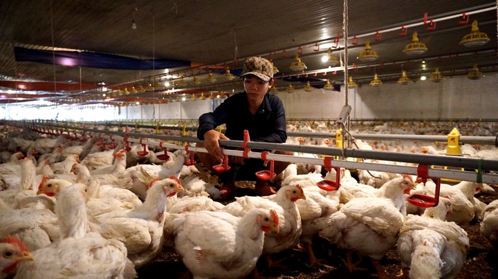 T&acirc;y Ninh chọn đột ph&aacute; chăn nu&ocirc;i c&ocirc;ng nghệ cao để tăng trưởng hai con số - Ảnh 1.