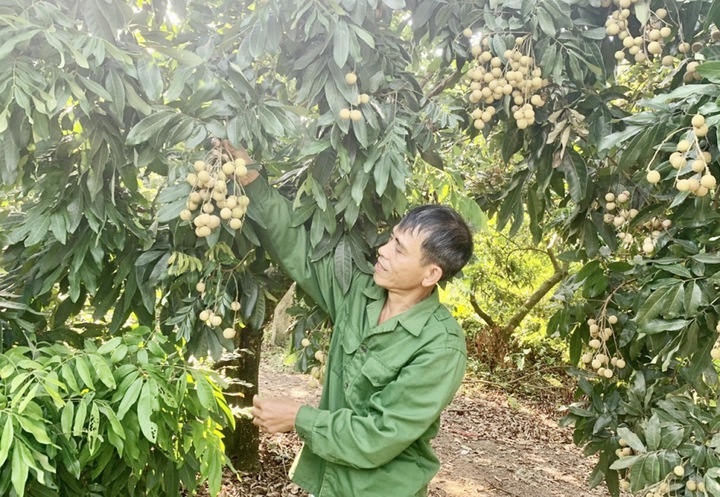 Nông dân Hưng Yên giàu nhanh nhờ đưa khoa học công nghệ và sở hữu trí tuệ vào đồng ruộng - Ảnh 1.