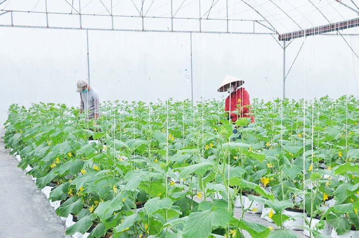 Nông dân Hưng Yên giàu nhanh nhờ đưa khoa học công nghệ và sở hữu trí tuệ vào đồng ruộng - Ảnh 2.