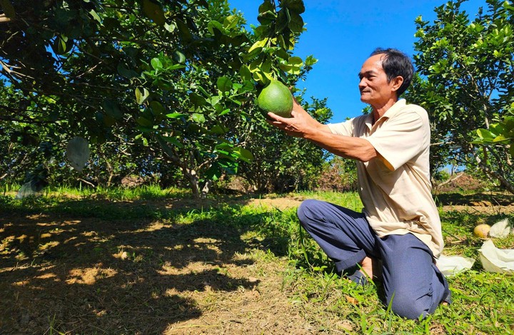 Bưởi da xanh Hòa Ninh: Từ chuyển giao kỹ thuật đến sinh kế vùng đồi- Ảnh 1.