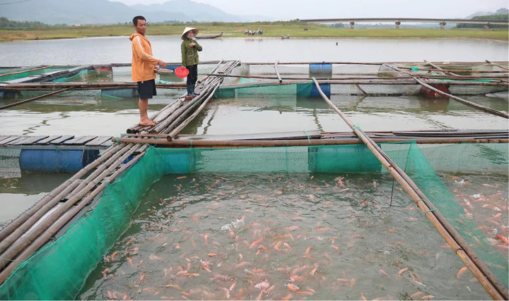Nuôi cá lồng trên lòng hồ thủy điện, mở sinh kế cho người dân A Lưới- Ảnh 1.