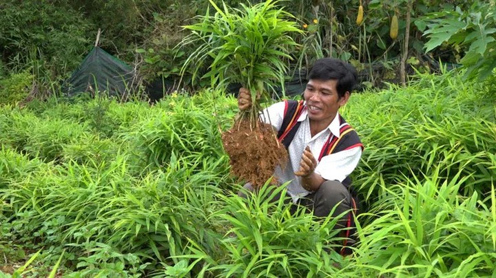 Khoa học v&agrave; c&ocirc;ng nghệ n&acirc;ng tầm Gừng sẻ Tr&agrave; Bồng- Ảnh 1.