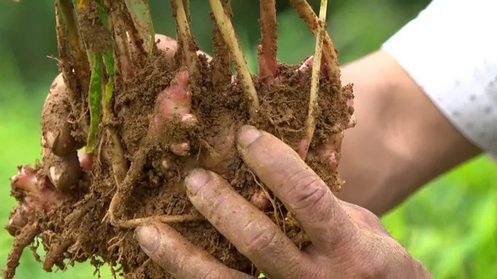 Khoa học v&agrave; c&ocirc;ng nghệ n&acirc;ng tầm Gừng sẻ Tr&agrave; Bồng- Ảnh 2.
