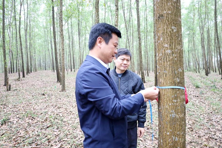 Ứng dụng khoa học nâng giá trị rừng gỗ lớn cho đồng bào Bru-Vân Kiều- Ảnh 1.