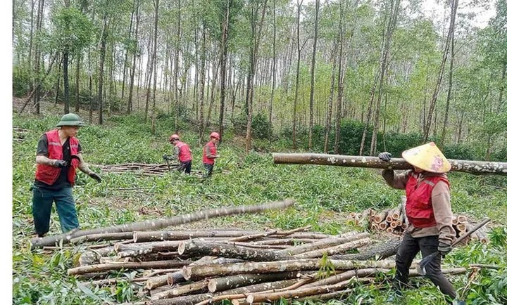 Ứng dụng khoa học nâng giá trị rừng gỗ lớn cho đồng bào Bru-Vân Kiều- Ảnh 2.