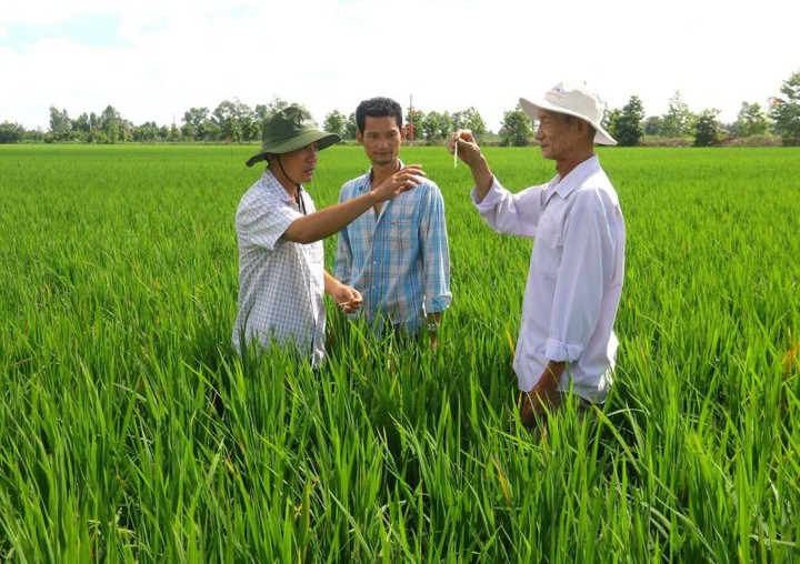 Ứng dụng kỹ thuật canh tác hữu cơ trong sản xuất lúa tại Đồng Nai- Ảnh 2.