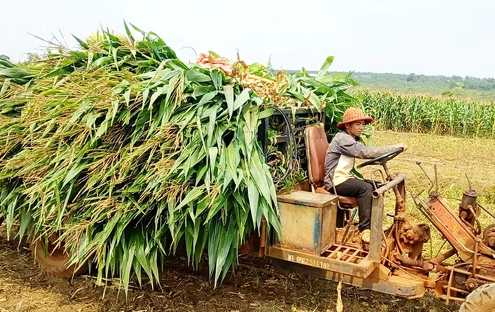 Gia Lai ứng dụng tiến bộ kỹ thuật nâng hiệu quả sản xuất vùng đồng bào dân tộc thiểu số- Ảnh 2.