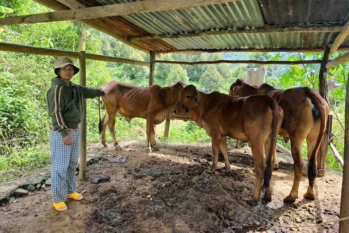 Khánh Hòa: 98% đàn bò từ mô hình hỗ trợ sinh kế được duy trì- Ảnh 4.
