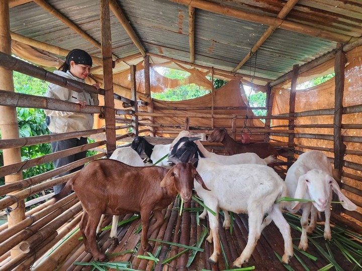 Đưa kỹ thuật chăn nu&ocirc;i, th&acirc;m canh c&agrave; ph&ecirc; đến 129 hộ d&acirc;n ở L&acirc;m Đồng
- Ảnh 1.