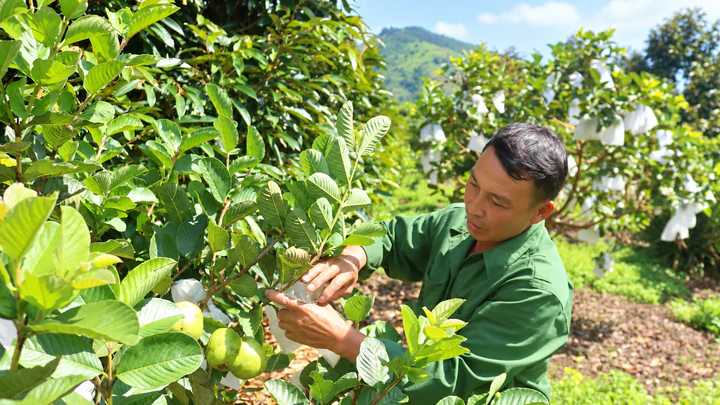 Công nghệ số mở hướng phát triển kinh tế cho nông dân Quảng Ngãi- Ảnh 1.
